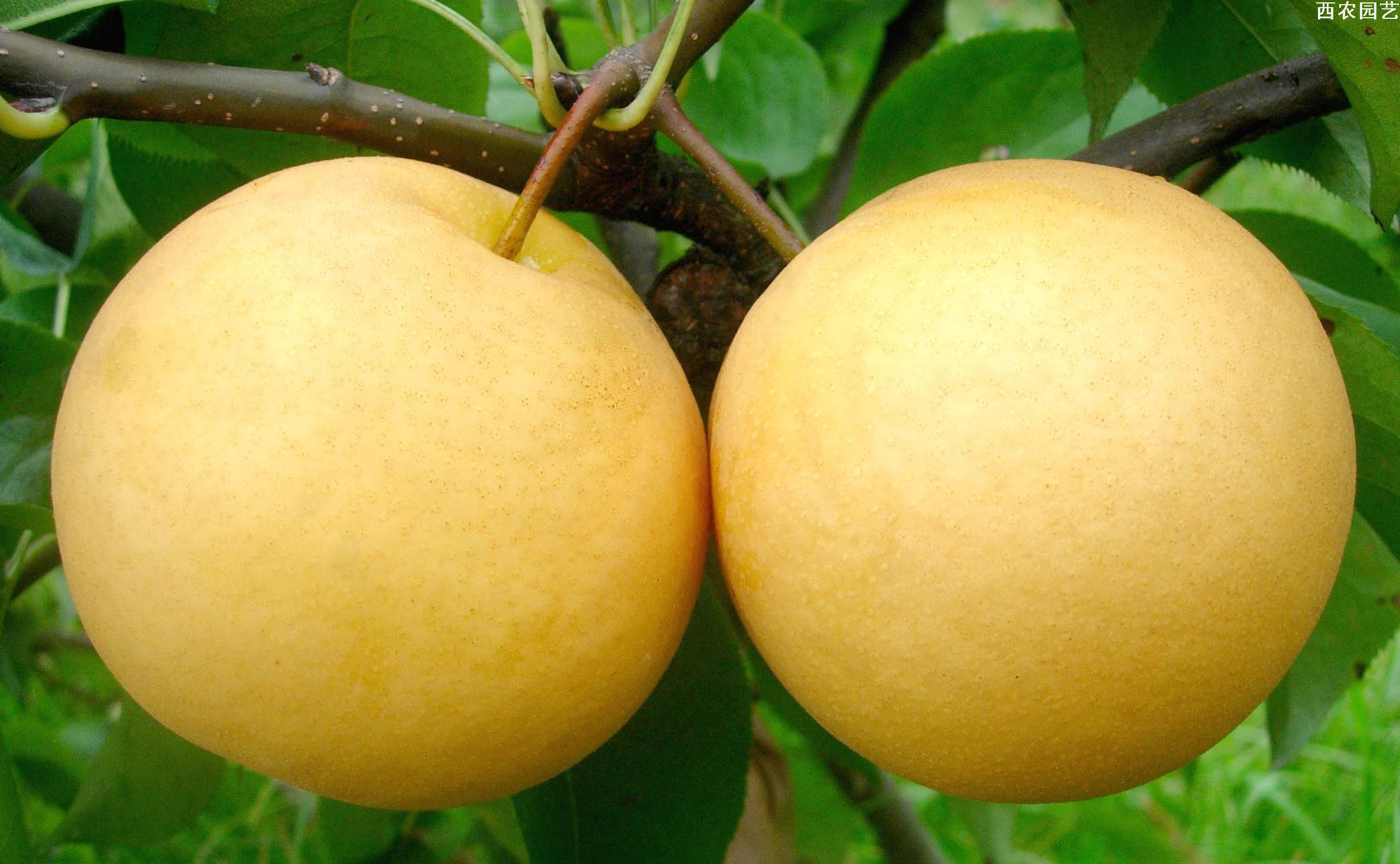 圆黄――极漂亮的高糖早熟梨