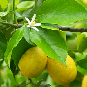 lemons_in-a-tree-_-ffp-300x300